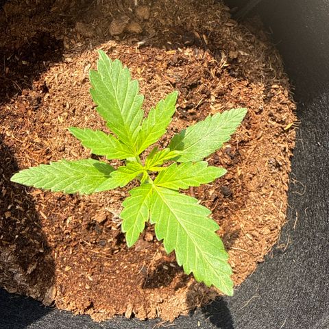 Apple Fritter Auto growlog timeline photo