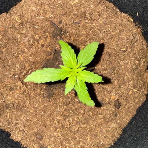 Titan F1 3 cotylédons  growlog timeline photo