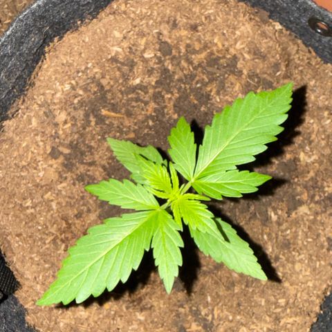 Cookies Gelato Auto growlog timeline photo