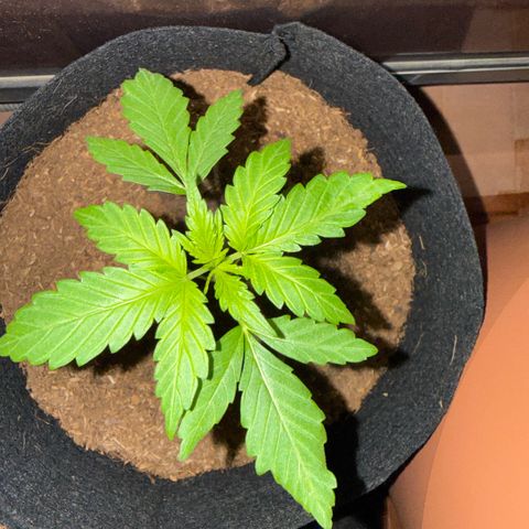 Apple Fritter Auto growlog timeline photo