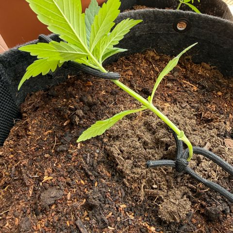 Cookies Gelato Auto growlog photo: LST
