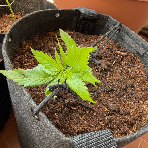 Cookies Gelato Auto growlog photo: LST