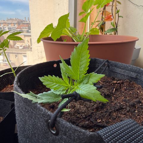 Cookies Gelato Auto growlog photo: LST