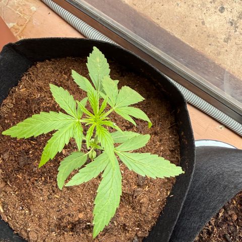 Titan F1 3 cotylédons  growlog timeline photo
