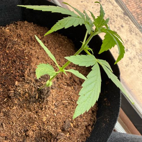Titan F1 3 cotylédons  growlog timeline photo