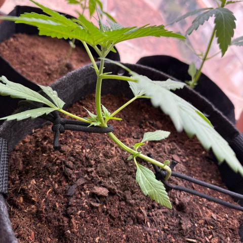 Cookies Gelato Auto growlog timeline photo