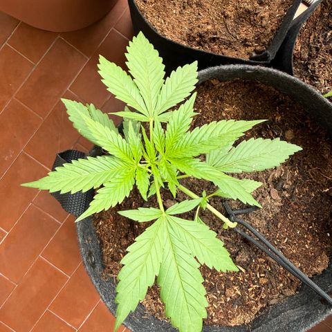 Cookies Gelato Auto growlog timeline photo