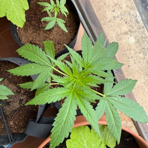 Apple Fritter Auto growlog timeline photo