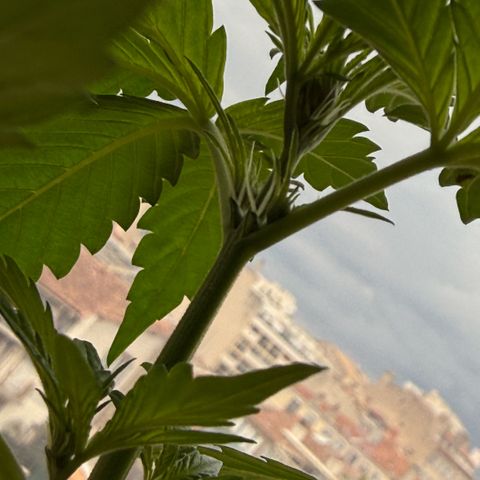 Apple Fritter Auto growlog timeline photo