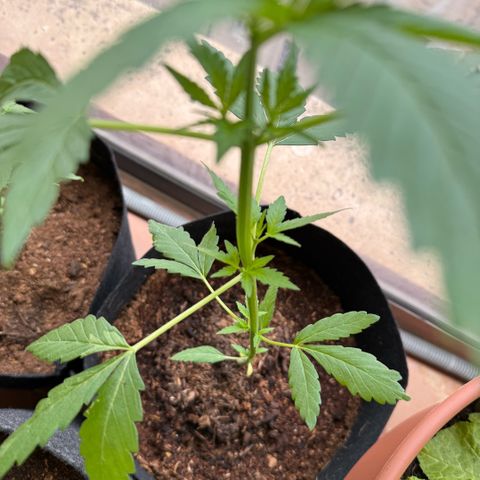 Apple Fritter Auto growlog timeline photo