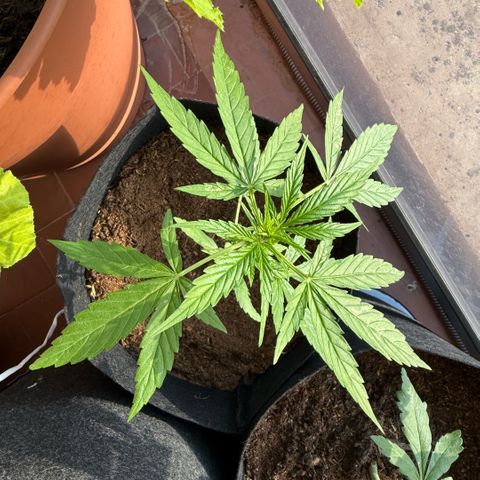 Titan F1 3 cotylédons  growlog timeline photo