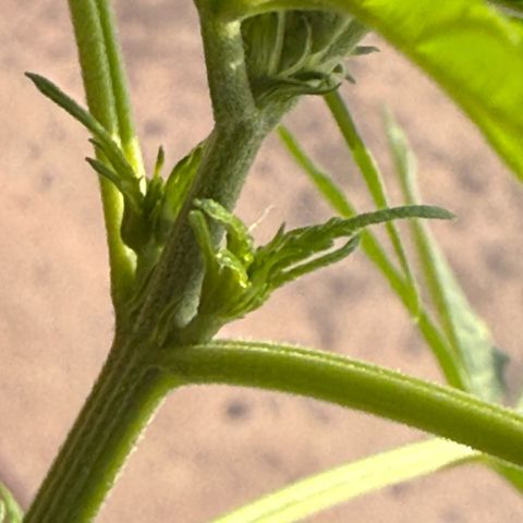 Titan F1 3 cotylédons  growlog timeline photo