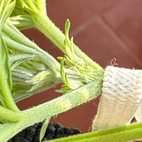 Cookies Gelato Auto growlog timeline photo