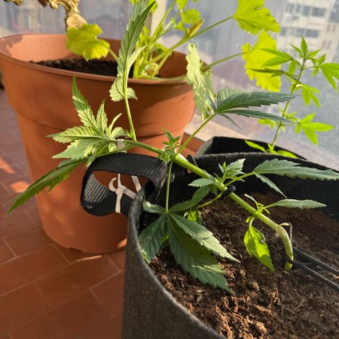Cookies Gelato Auto growlog timeline photo