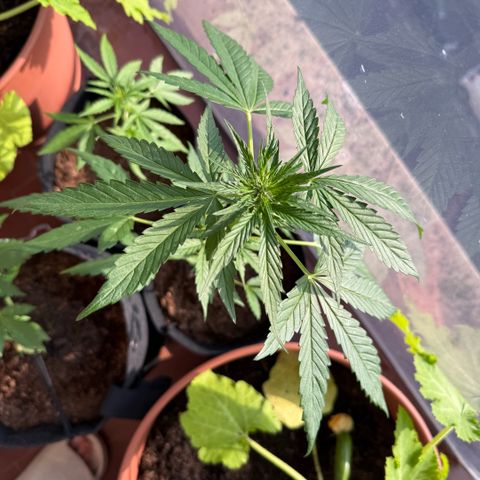 Apple Fritter Auto growlog timeline photo