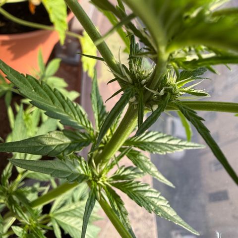 Apple Fritter Auto growlog timeline photo