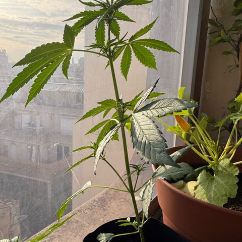 Apple Fritter Auto growlog timeline photo