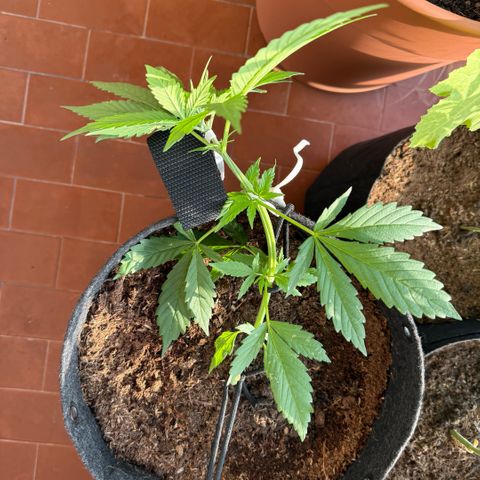 Cookies Gelato Auto growlog timeline photo