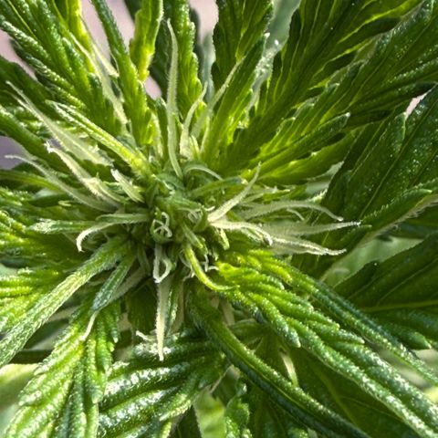 Apple Fritter Auto growlog timeline photo