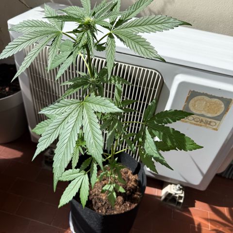 Apple Fritter Auto growlog timeline photo