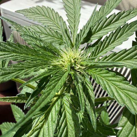 Apple Fritter Auto growlog timeline photo