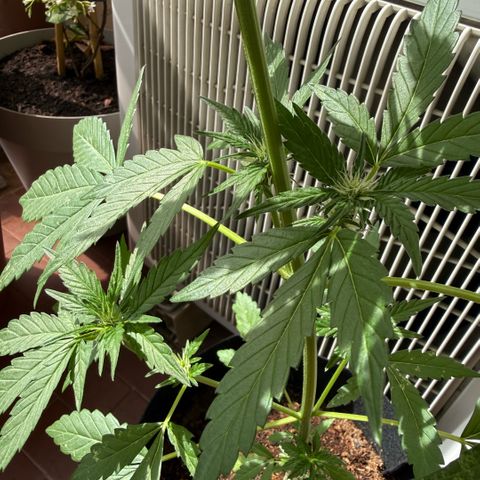 Apple Fritter Auto growlog timeline photo