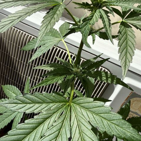 Apple Fritter Auto growlog timeline photo