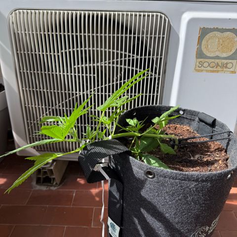 Cookies Gelato Auto growlog timeline photo