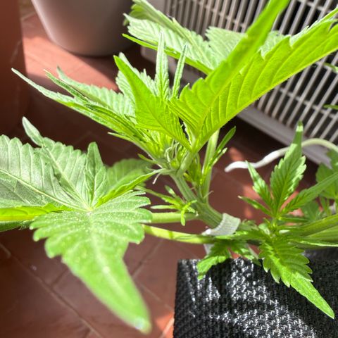 Cookies Gelato Auto growlog timeline photo