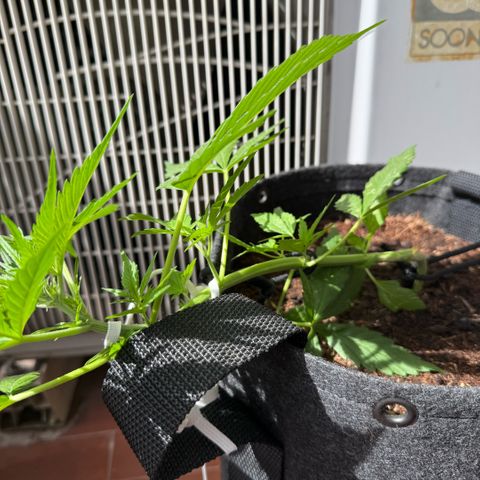 Cookies Gelato Auto growlog timeline photo