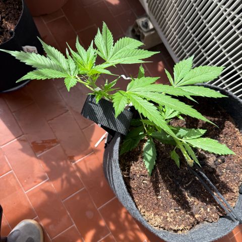 Cookies Gelato Auto growlog timeline photo