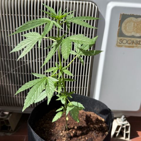 Titan F1 3 cotylédons  growlog timeline photo