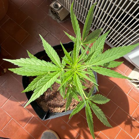 Titan F1 3 cotylédons  growlog timeline photo