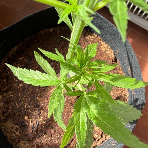 Titan F1 3 cotylédons  growlog timeline photo
