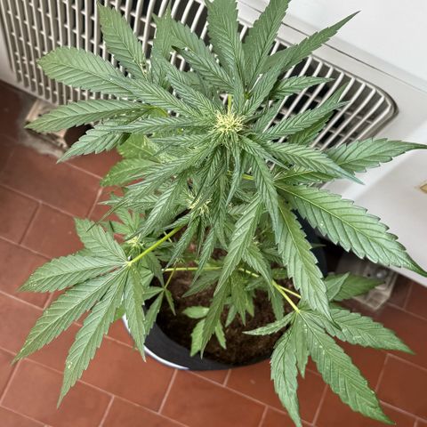 Apple Fritter Auto growlog timeline photo