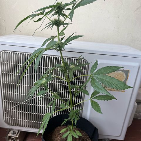 Apple Fritter Auto growlog timeline photo