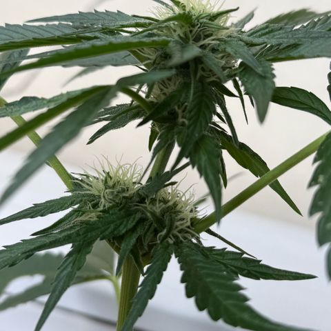 Apple Fritter Auto growlog timeline photo