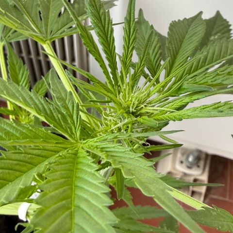Cookies Gelato Auto growlog timeline photo