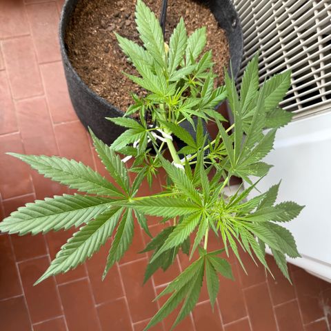 Cookies Gelato Auto growlog timeline photo