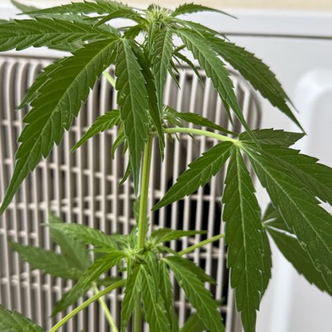 Titan F1 3 cotylédons  growlog timeline photo