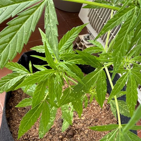 Titan F1 3 cotylédons  growlog timeline photo