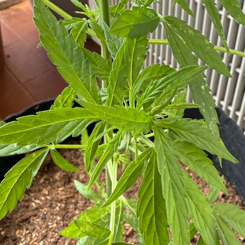 Titan F1 3 cotylédons  growlog timeline photo