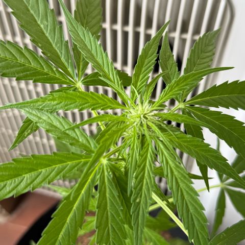 Titan F1 3 cotylédons  growlog timeline photo