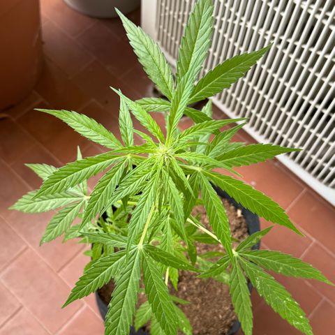 Titan F1 3 cotylédons  growlog timeline photo