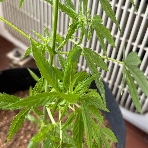 Titan F1 3 cotylédons  growlog timeline photo