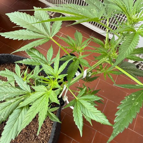 Cookies Gelato Auto growlog timeline photo