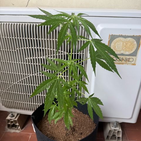 Titan F1 3 cotylédons  growlog timeline photo
