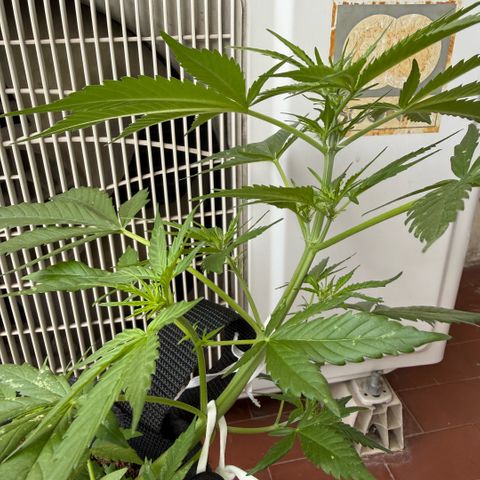 Cookies Gelato Auto growlog timeline photo