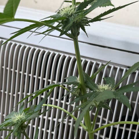 Apple Fritter Auto growlog timeline photo