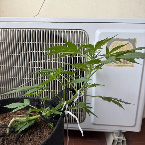 Cookies Gelato Auto growlog timeline photo